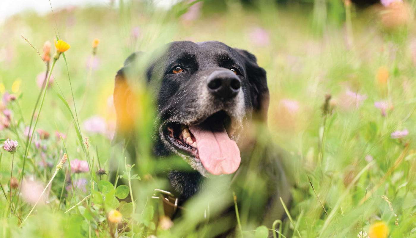Cane anziano: quando inizia la vecchiaia e come prendersene cura al meglio