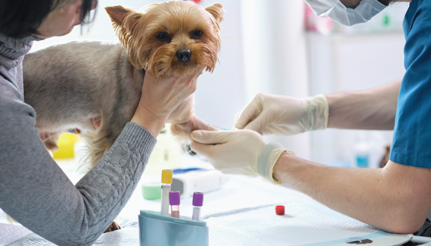 Dolore articolare cronico nel Cane: sintomi, prevenzione e soluzioni