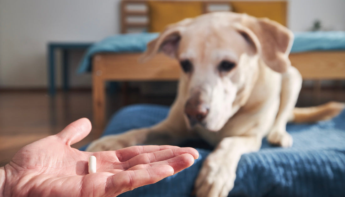 Integratori alimentari per cani: errori comuni e come evitarli