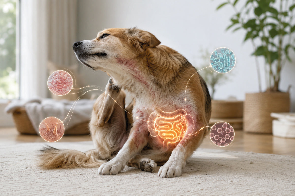Pelo spento, prurito cronico: e se la dermatite del tuo cane fosse legata all'intestino?
