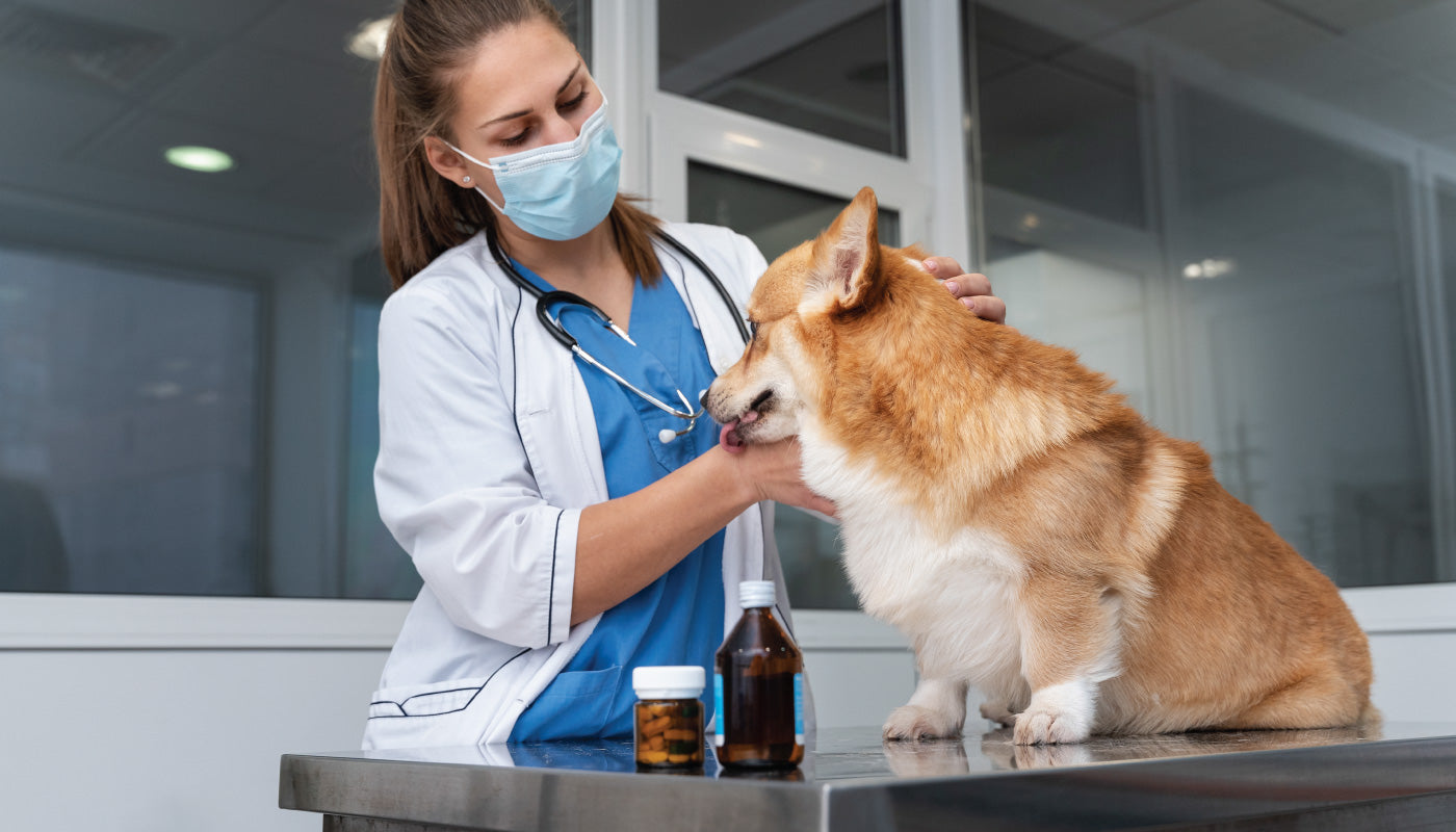 Probiotici e Prebiotici per cani: benefici, differenze e migliori integratori