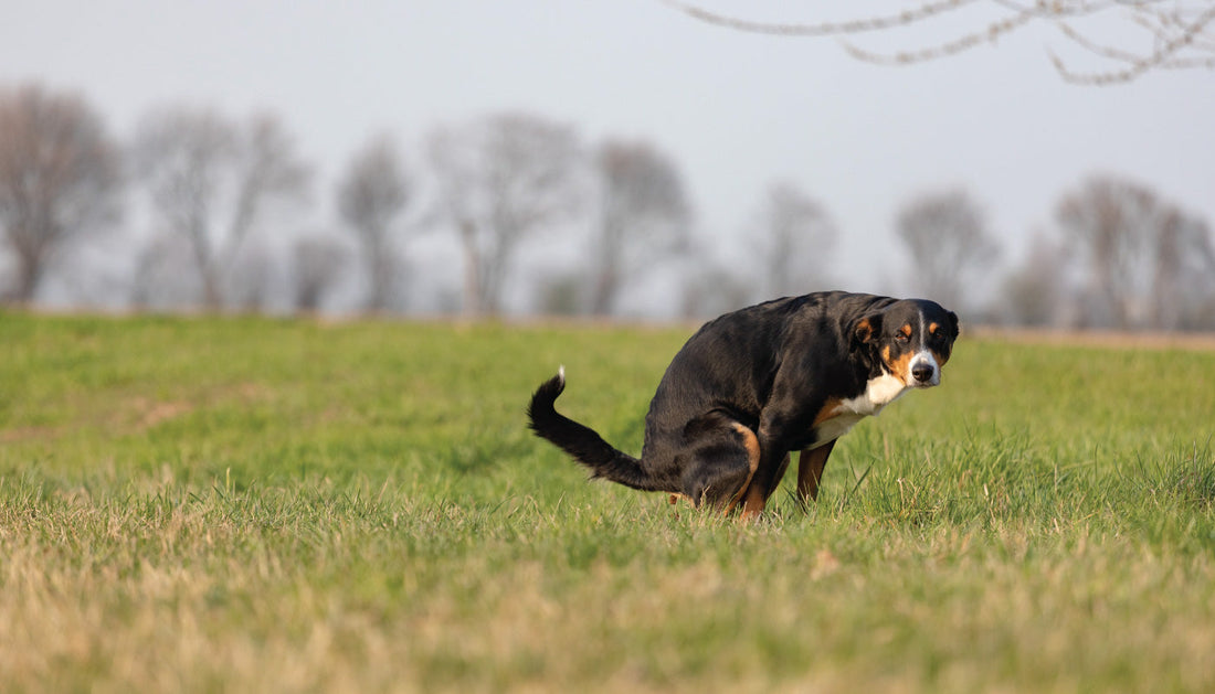 Feci nere nel cane: cause, rischi e quando preoccuparsi Feci nere nel cane: cause, rischi e quando preoccuparsi