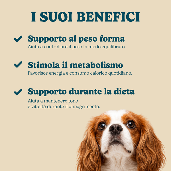 Eleganza Canina