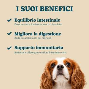 Protezione probiotica